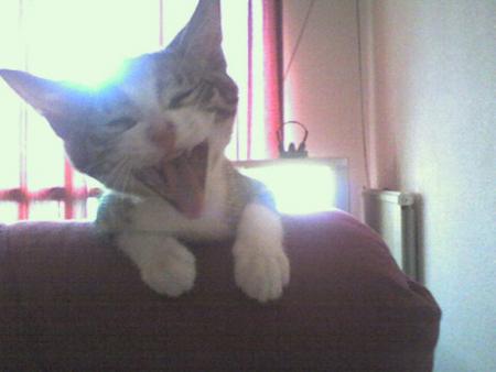 Miaouw ?
